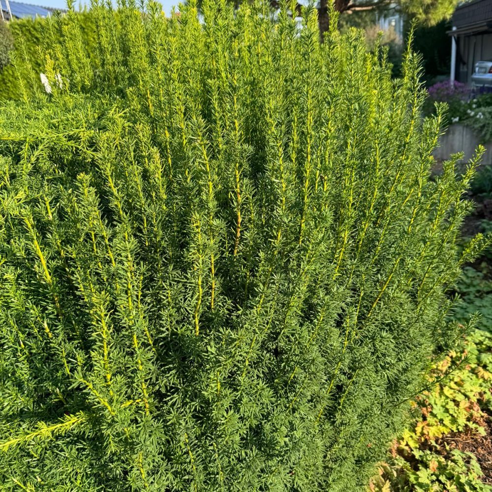 Hecke vor dem Formschnitt – unbehandelter Zustand vor Gartenpflege durch Gezer Garten & Bau in Mannheim
