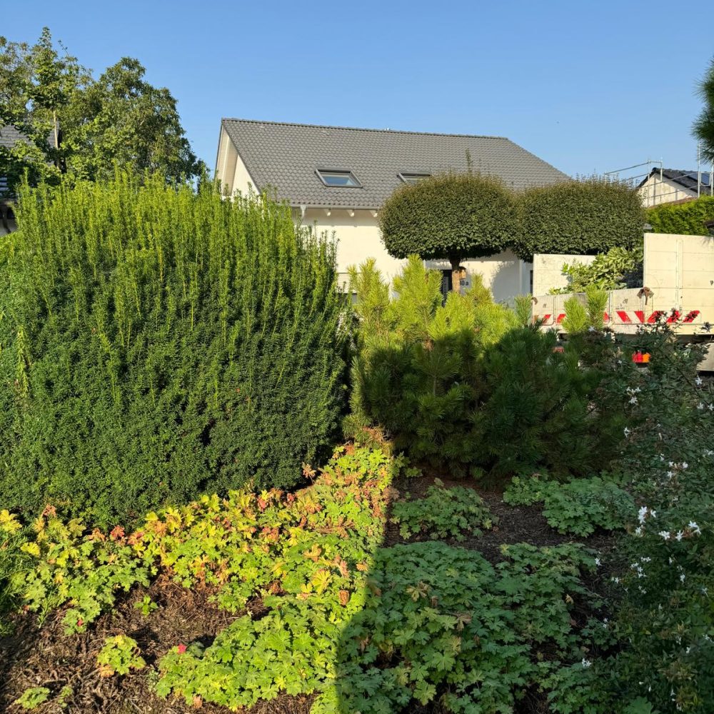 Hecke vor dem Formschnitt – unbehandelter Zustand vor Gartenpflege durch Gezer Garten & Bau in Mannheim