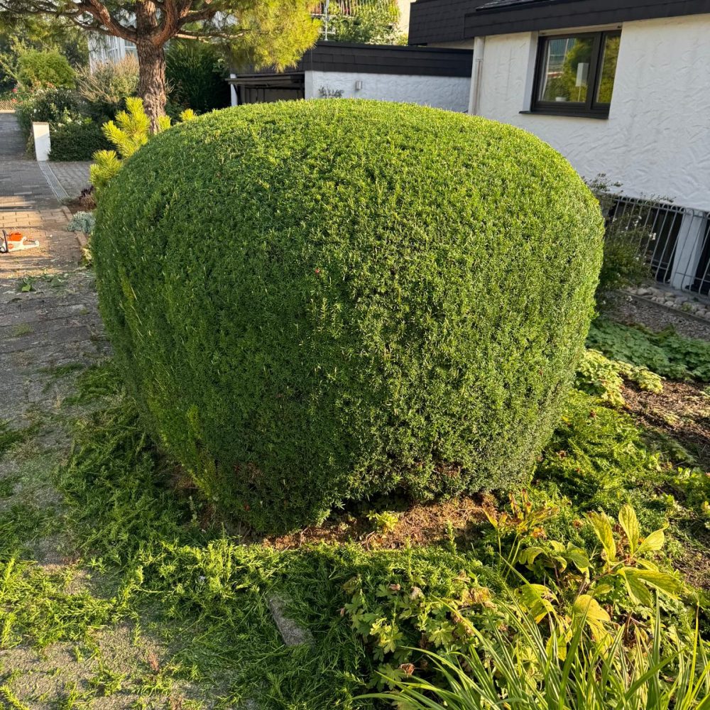 Frisch geschnittene Hecke im Vorgarten – professioneller Formschnitt durch Gezer Garten & Bau in Mannheim