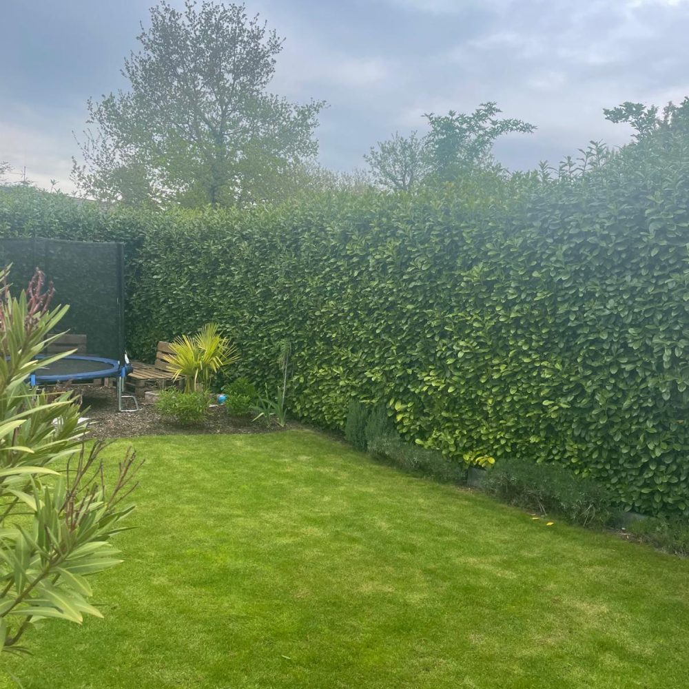 Gartenfläche mit gewachsener Hecke vor der Gartenumgestaltung in Ludwigshafen oder Mannheim – ideal für Rollrasen und Formschnitt