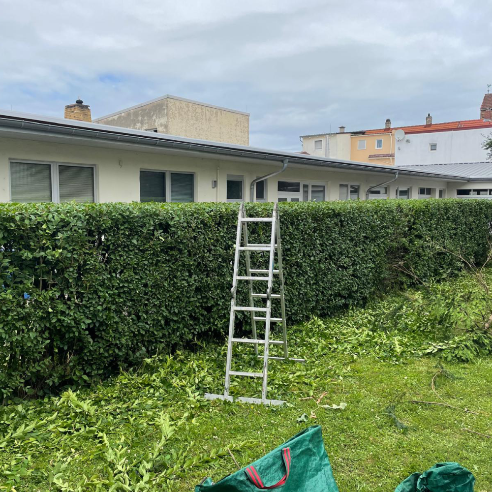 Professionell geschnittene Hecke nach Formschnitt im Privatgarten in Mannheim oder Ludwigshafen